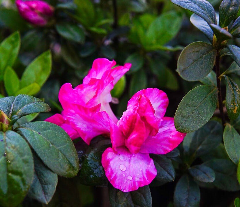 Azalea Gay Paree - Ladybird Nursery
