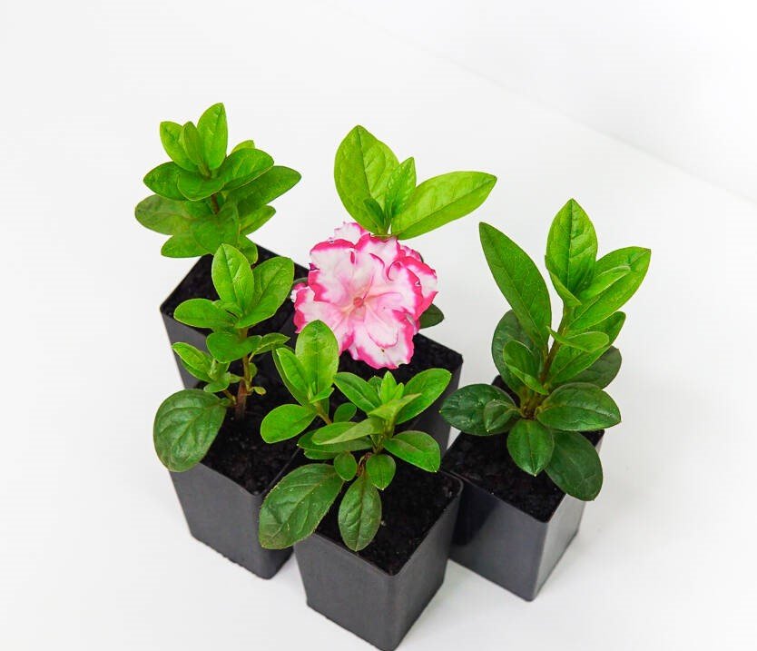 Azalea Gay Paree - Ladybird Nursery