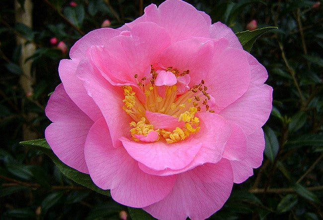 Camellia Mary Phoebe Taylor (Camellia japonica)
