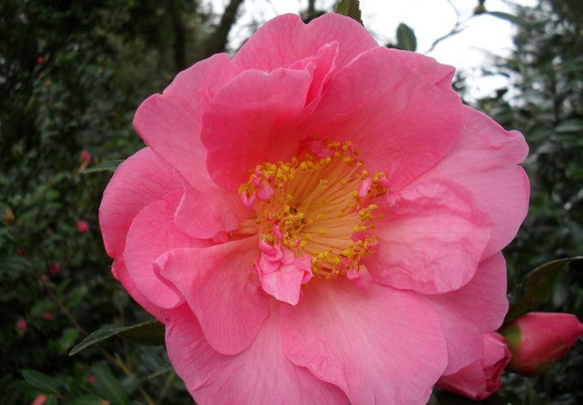 Camellia Mary Phoebe Taylor (Camellia japonica)