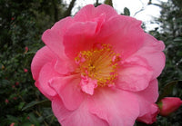 Camellia Mary Phoebe Taylor (Camellia japonica)