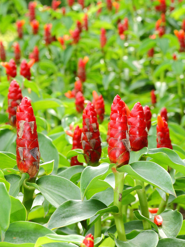 Spiral Ginger (Costus barbatus)