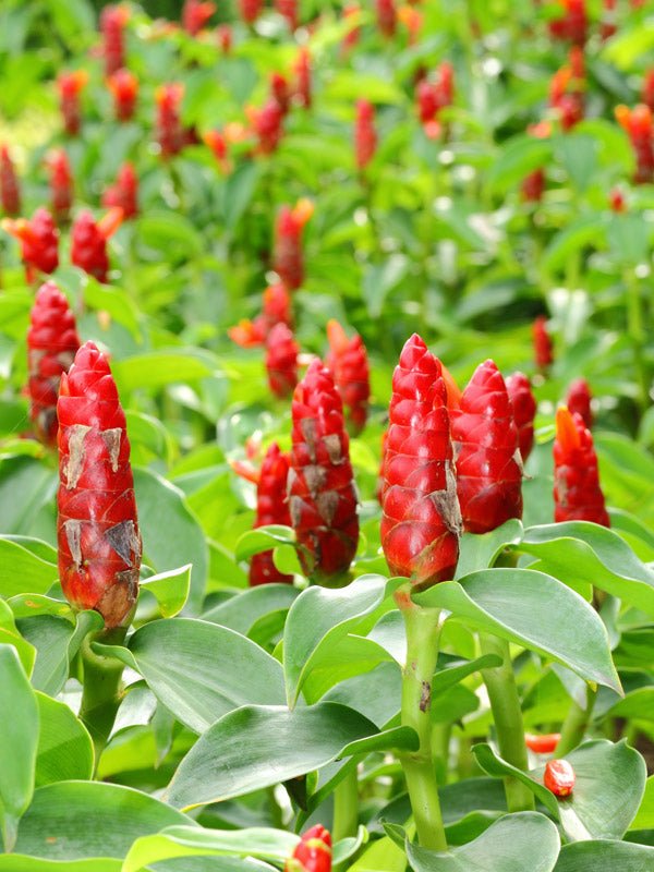 Spiral Ginger (Costus barbatus) - Ladybird Nursery