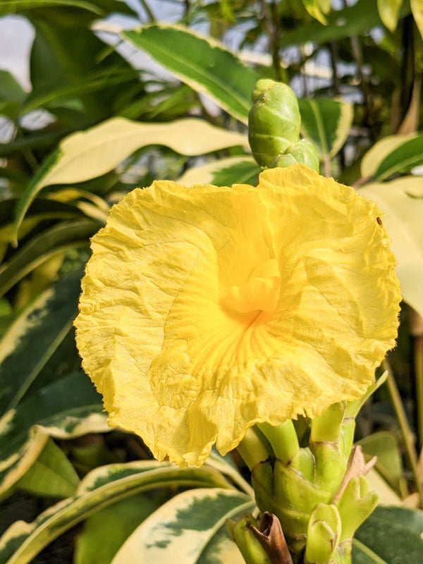 Yellow Spiral Ginger (Dimerocostus strobilaceous)