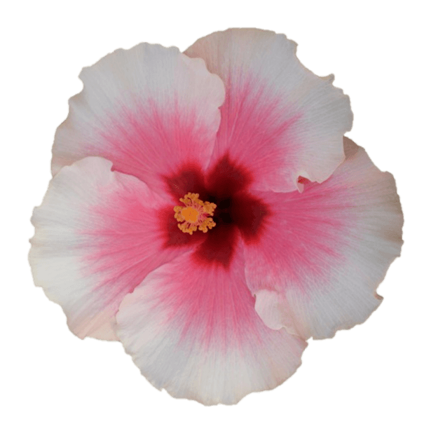 Hibiscus Flamenco™ Graces