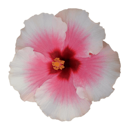 Hibiscus Flamenco™ Graces - Ladybird Nursery