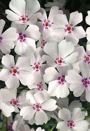 Azalea Amazing Grace - Ladybird Nursery