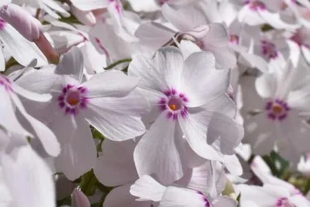 Azalea Amazing Grace - Ladybird Nursery