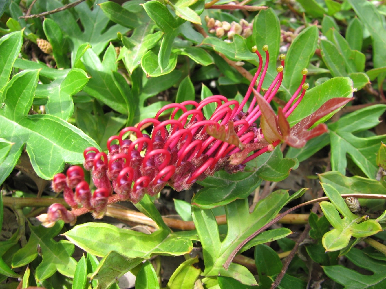 Grevillea GaudiChaudi Standard