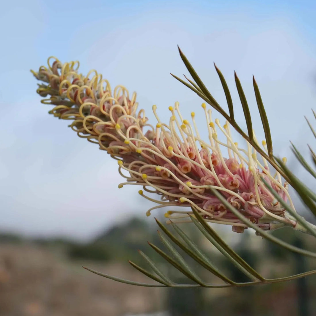 Grevillea Kay Williams - Ladybird Nursery