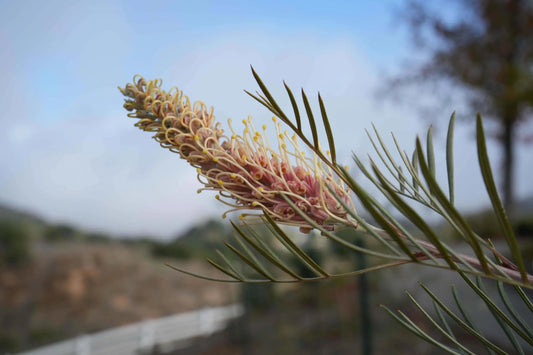 Grevillea Kay Williams