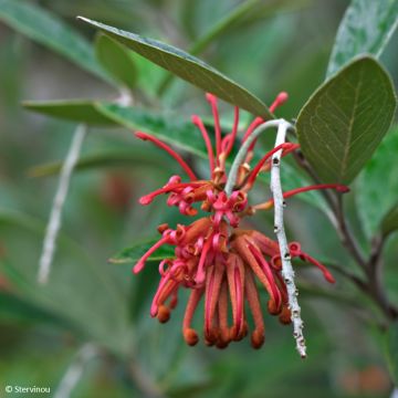 Grevillea Red Coral