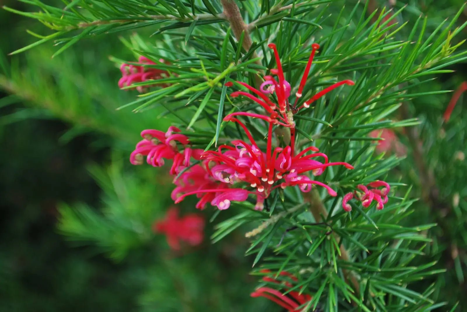 Grevillea Canberra Gem - Ladybird Nursery