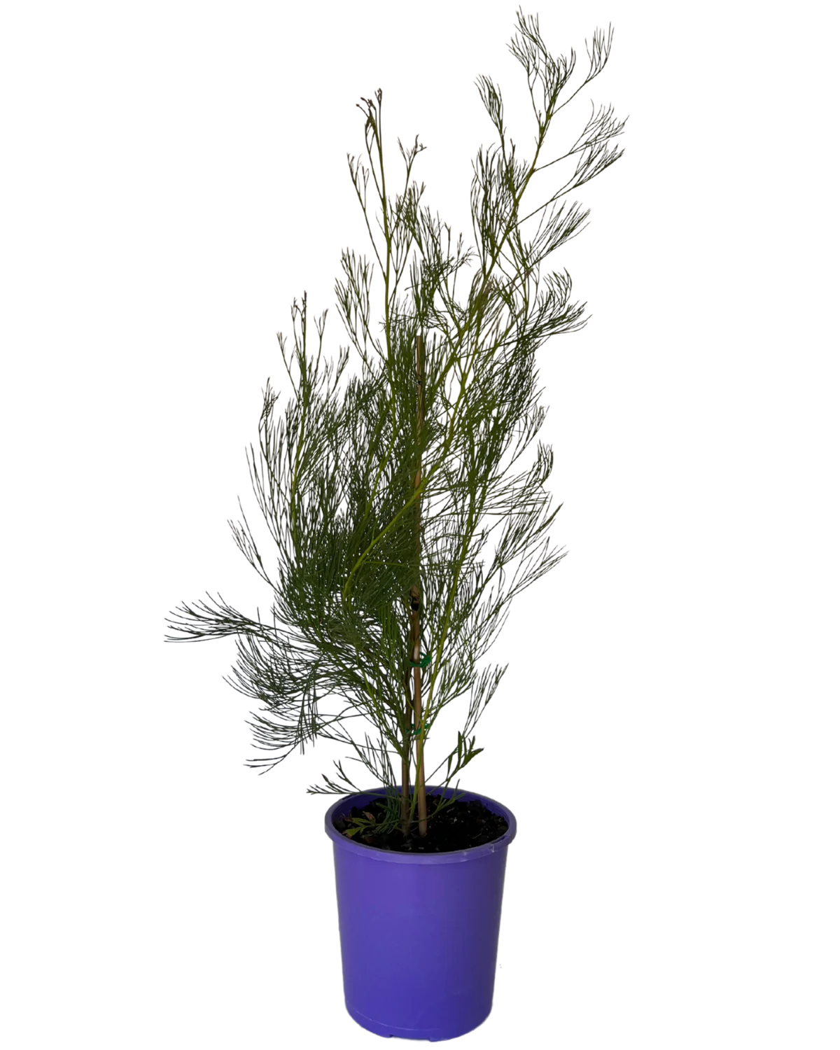 Grevillea 'Panrock Princess'