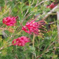 Grevillea Silk Carpet - Ladybird Nursery