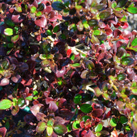 Coprosma Karo Red - Ladybird Nursery