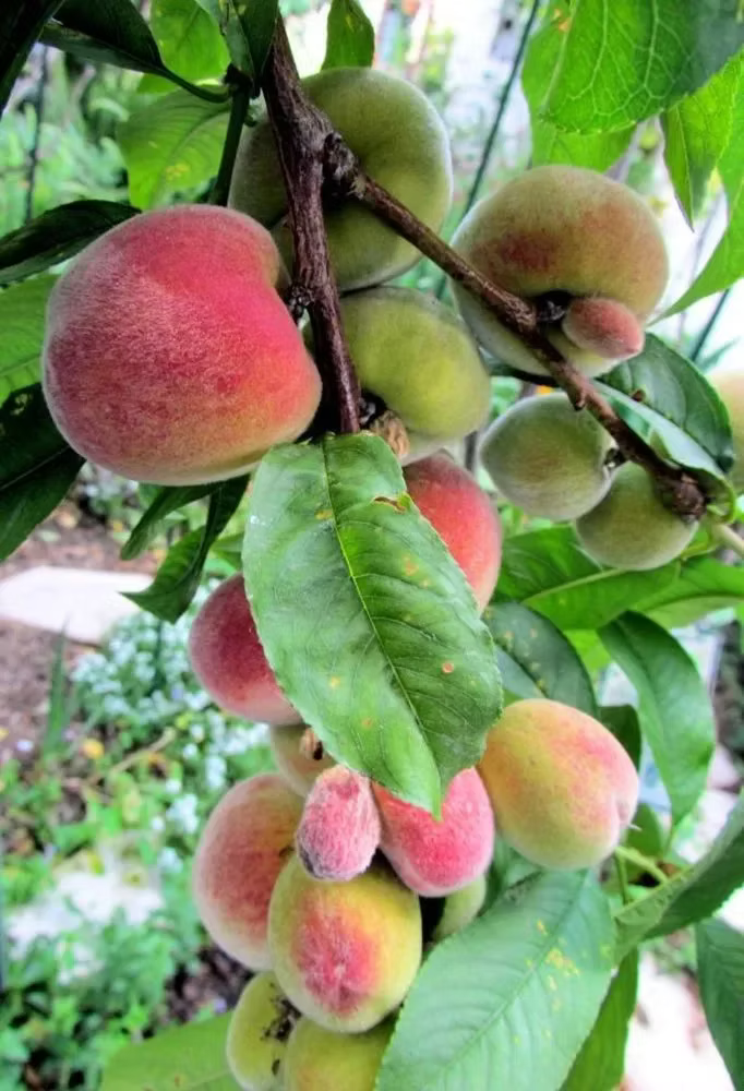 Gulliver's Triumph Mango Tree