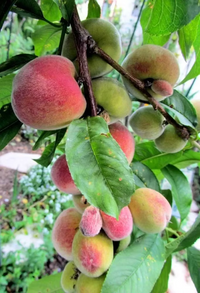 Gulliver's Triumph Mango Tree