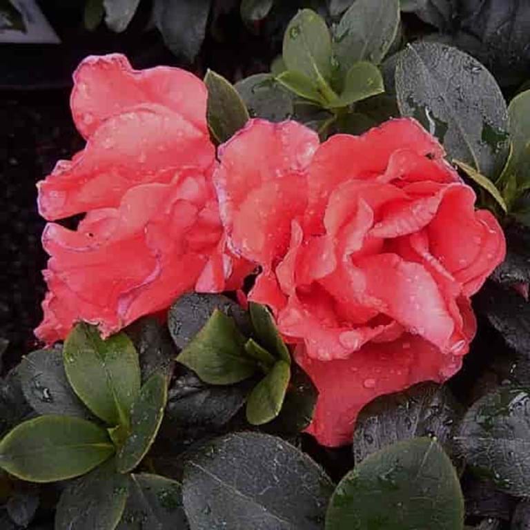 Azalea Guanda Pink