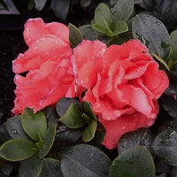 Azalea Guanda Pink - Ladybird Nursery
