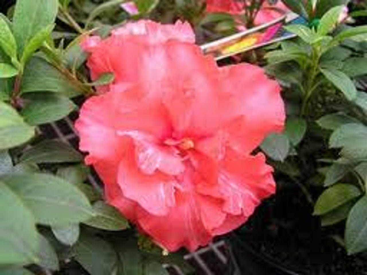 Azalea Guanda Pink - Ladybird Nursery