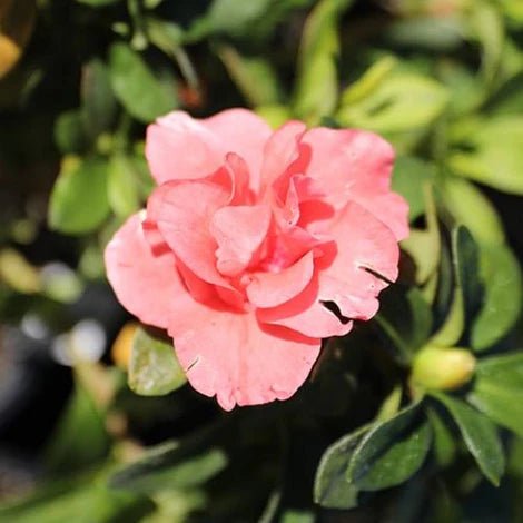Azalea Guanda Pink - Ladybird Nursery