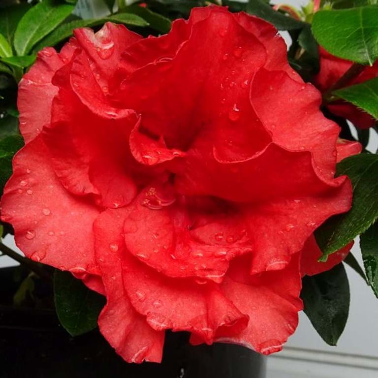 Azalea Guanda Red