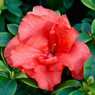 Azalea Guanda Red