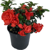 Azalea Guanda Red