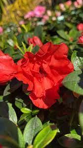 Azalea Guanda Red - Ladybird Nursery