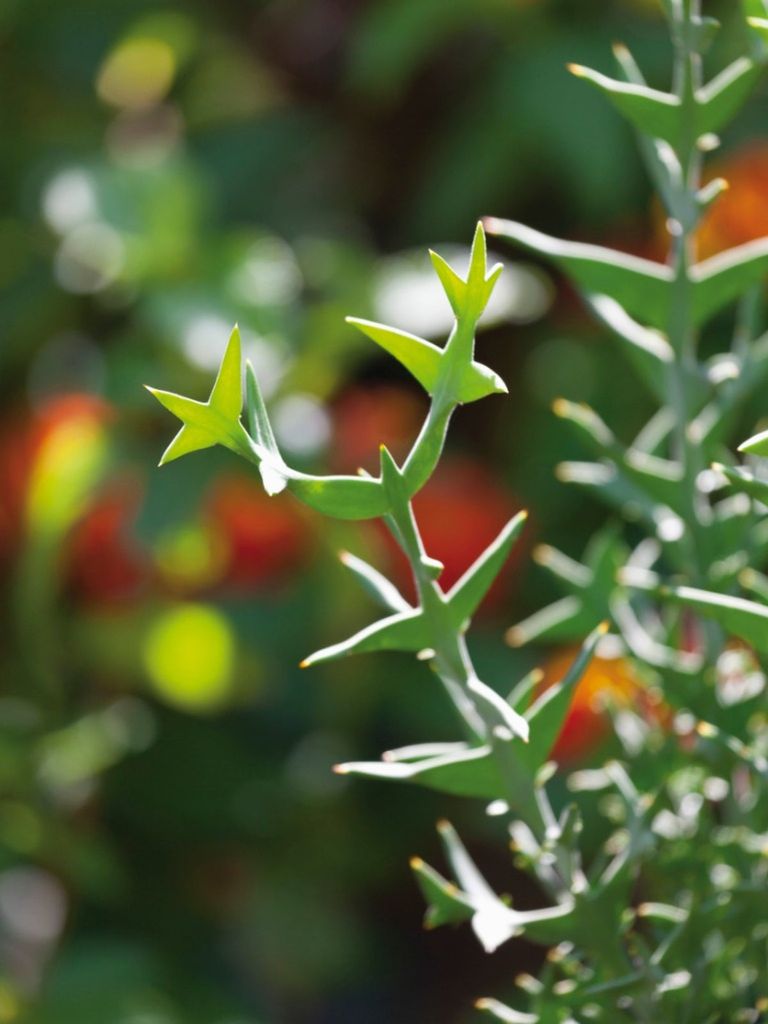 Anchor Plant (Colletia cruciata) - Ladybird Nursery