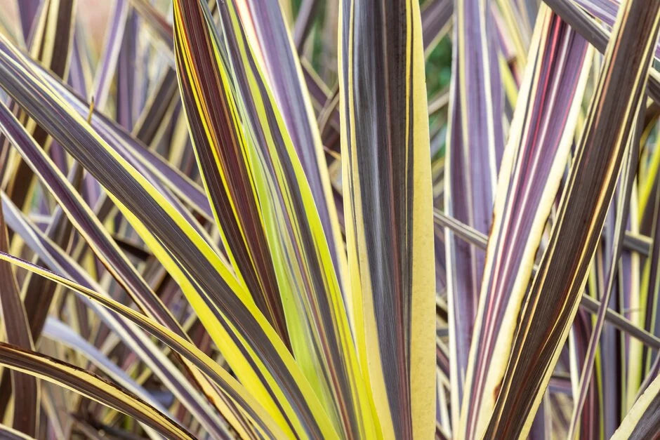 Cordyline Electric Flash™ (Cordyline banksii)