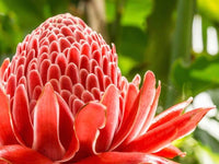Gymea Lily (Doryanthes excelsa)