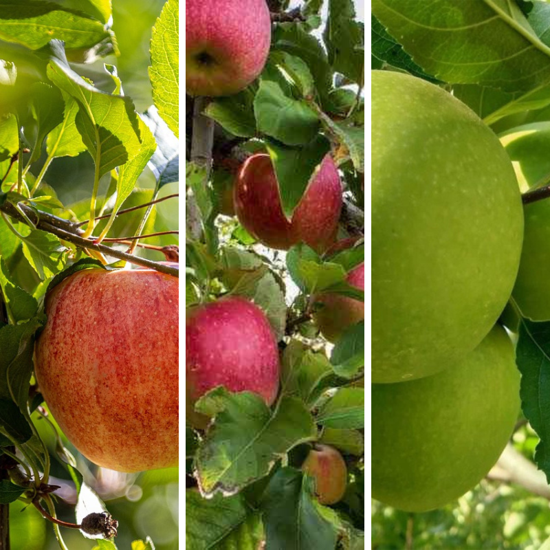 3-Way Apple 'Gala + Pink Lady + Granny Smith' showing ripe red and green apples on leafy branches in natural light