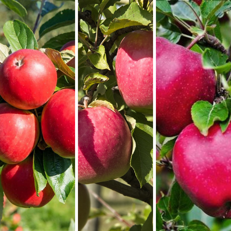 Close-up of ripe apples on tree branches featuring 3-Way Apple 'Gala + Pink Lady + Red Delicious' varieties outdoors