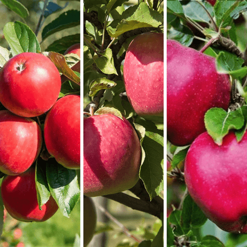 3 - Way Apple 'Gala + Pink Lady + Red Delicious' - Ladybird Nursery