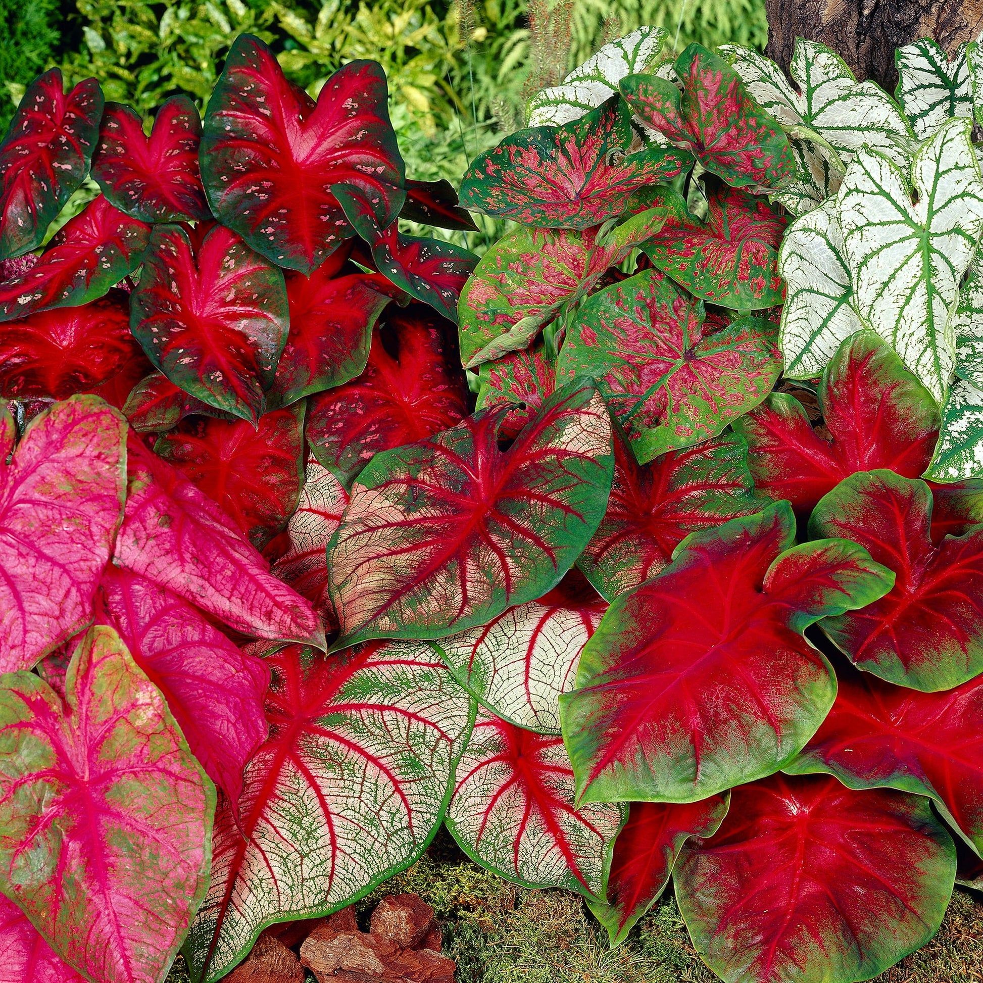 Caladium Assorted (Caladium spp.)