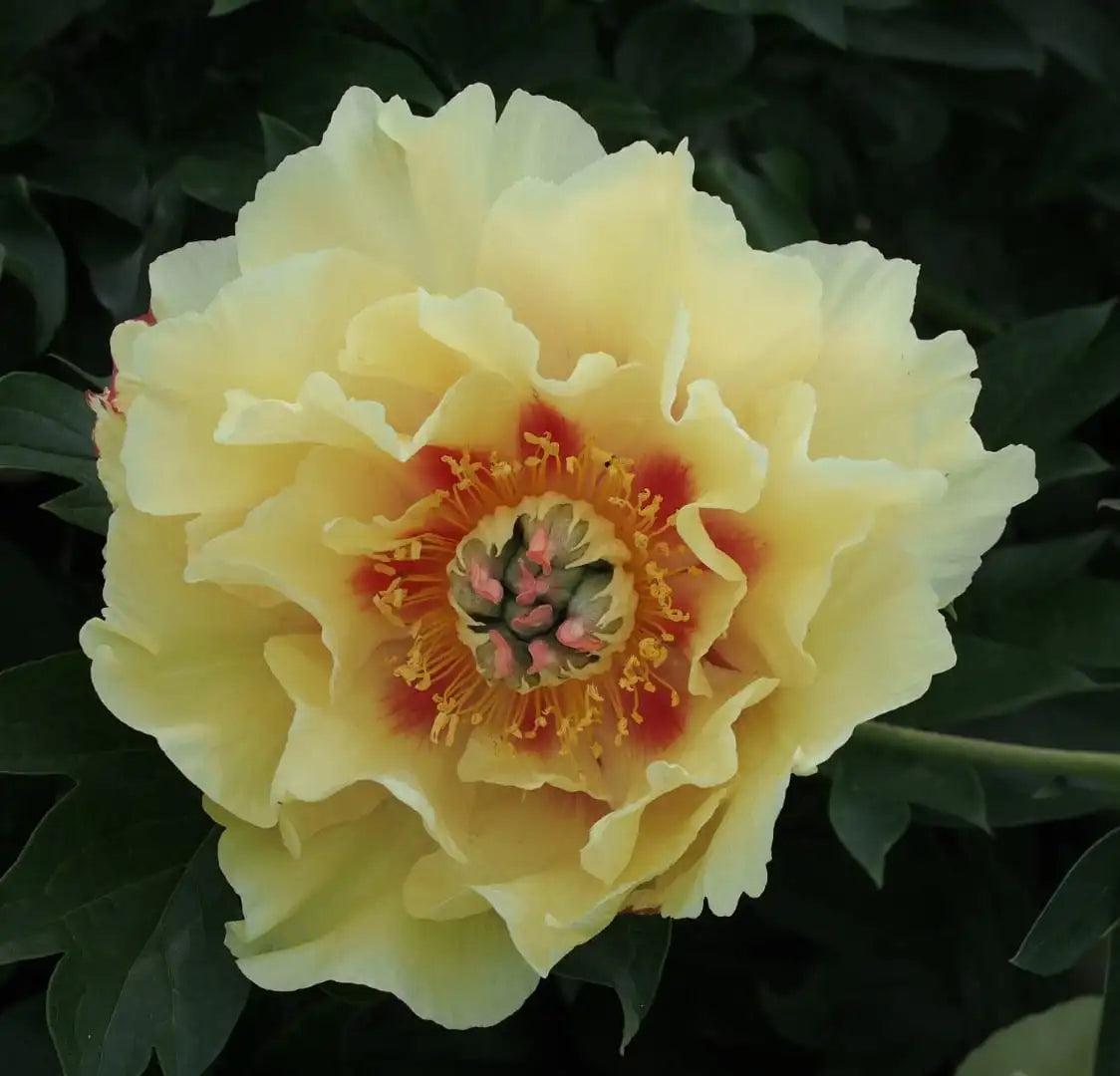 Itoh Peony Garden Treasure (Paeonia)