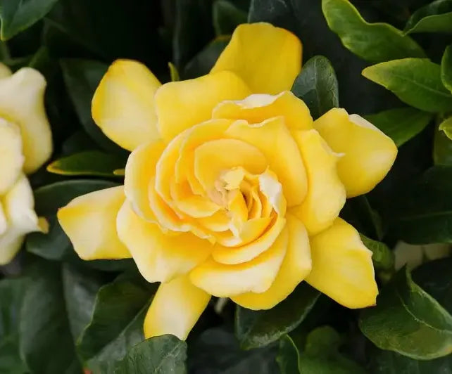 Gardenia ‘Golden Magic’