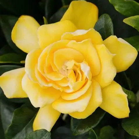 Gardenia ‘Golden Magic’ - Ladybird Nursery
