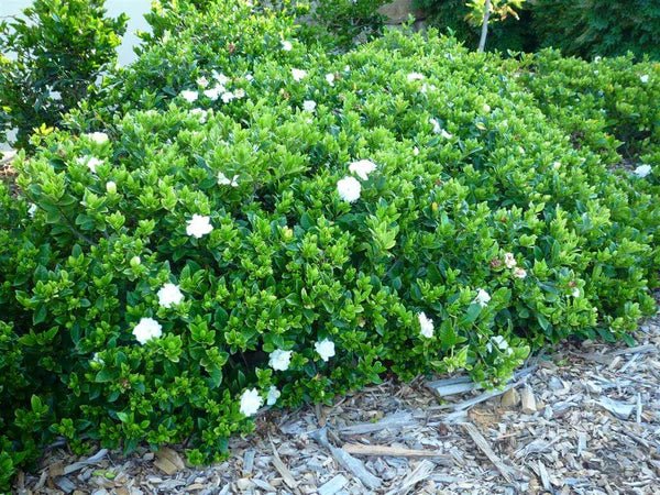 Gardenia 'Magnifica' (Gardenia augusta) - Ladybird Nursery