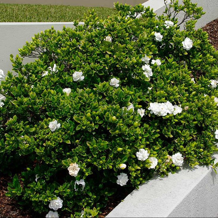 Gardenia 'Magnifica' (Gardenia augusta) - Ladybird Nursery