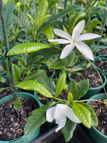 Gardenia scabrella - Ladybird Nursery