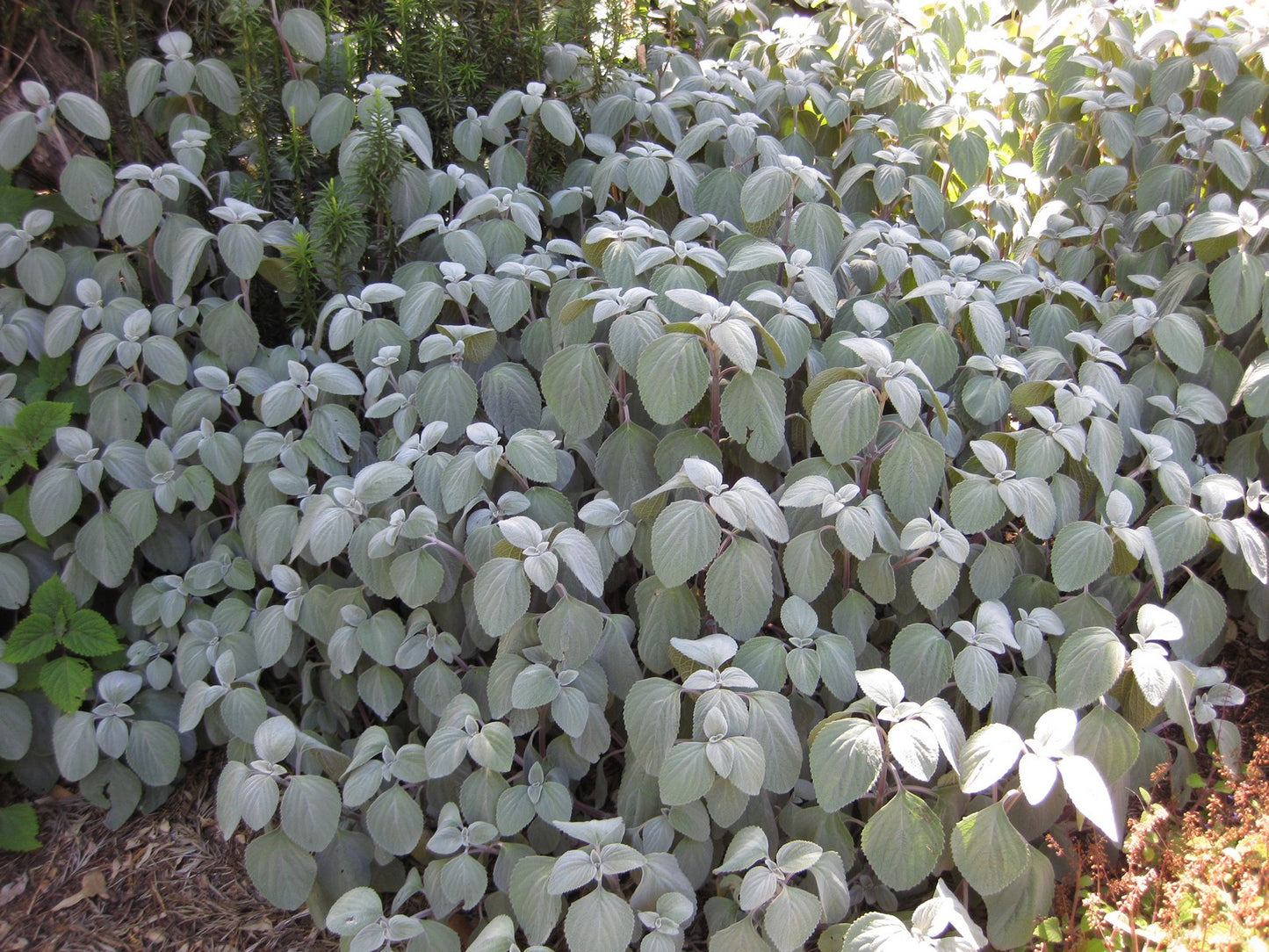 Silver Spurflower Crest (Plectranthus argentea)