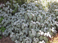 Silver Spurflower Crest (Plectranthus argentea) - Ladybird Nursery