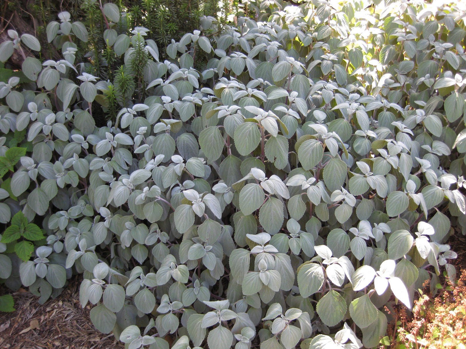 Silver Spurflower Crest (Plectranthus argentea) - Ladybird Nursery