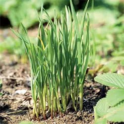 Garlic Chives - Ladybird Nursery