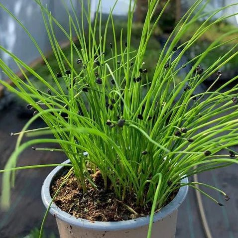Garlic Chives - Ladybird Nursery