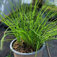 Garlic Chives - Ladybird Nursery