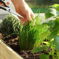 Garlic Chives - Ladybird Nursery